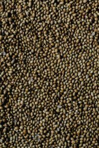 Coriander seed