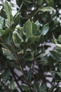 bay leaf