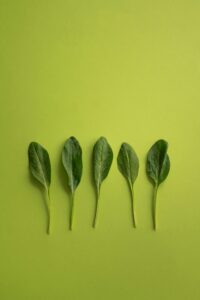 savoy spinach