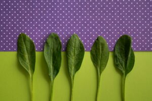Flat-Leaf or Smooth-Leaf Spinach: